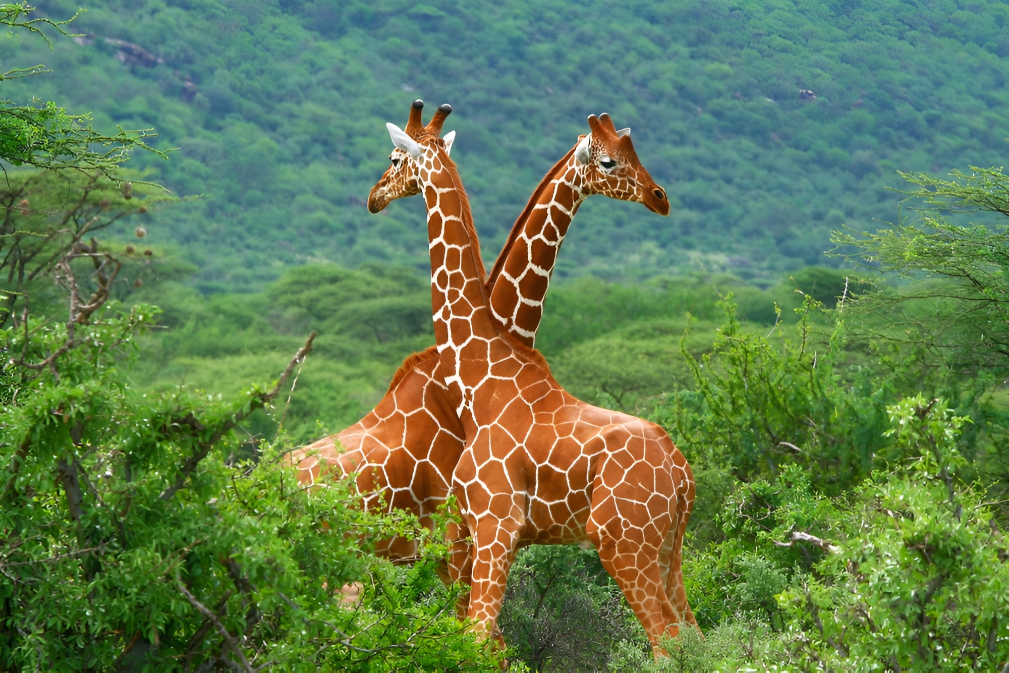 tanzania-safari-packages