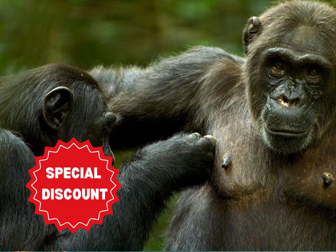best-tanzania-and-zanzibar-honeymoon-packages