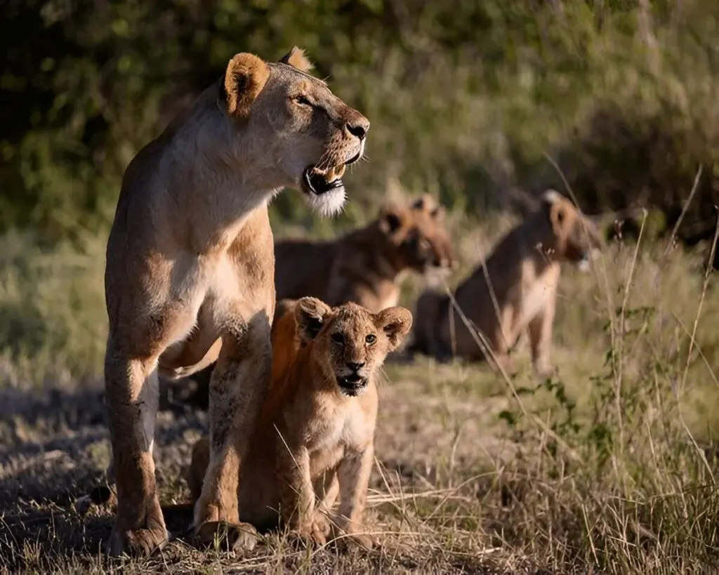 tanzania-group-safari-packages
