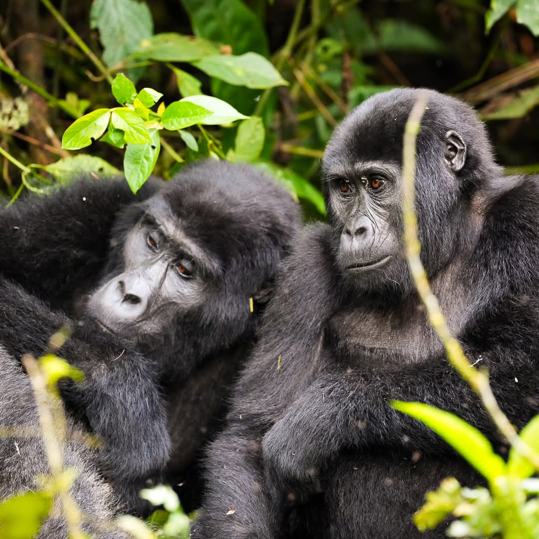 tanzania-group-safari-packages