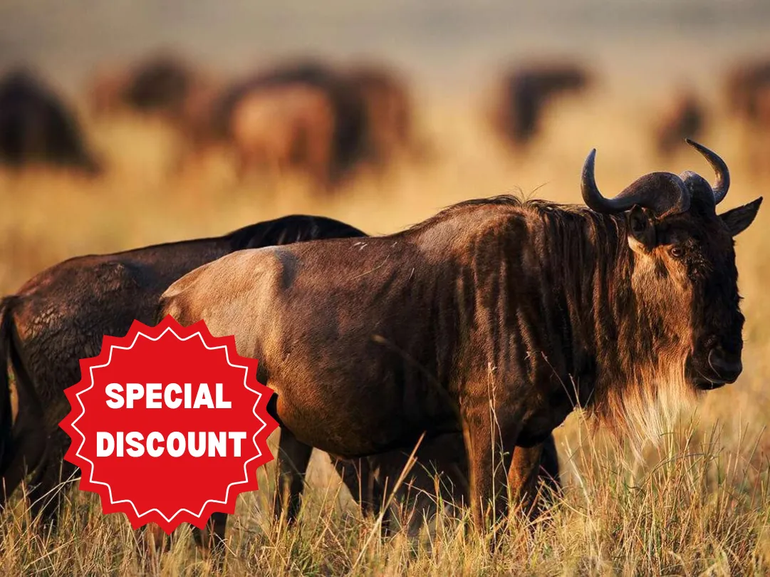 tanzania-group-safari-packages