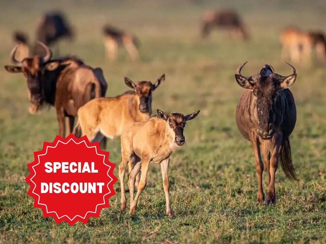 tanzania-group-safari-packages