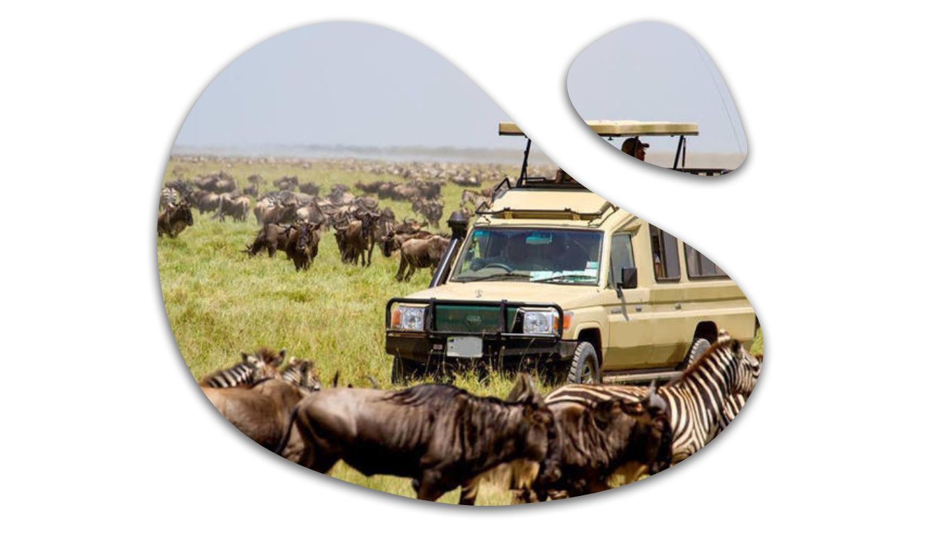 tanzania-safari