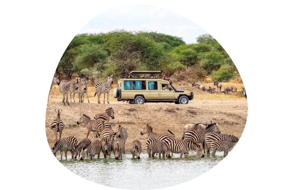 tanzania-group-safari-packages